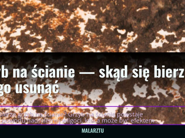 Grzyb na ścianie — skąd się bierze i jak go usunąć — malarztu.pl